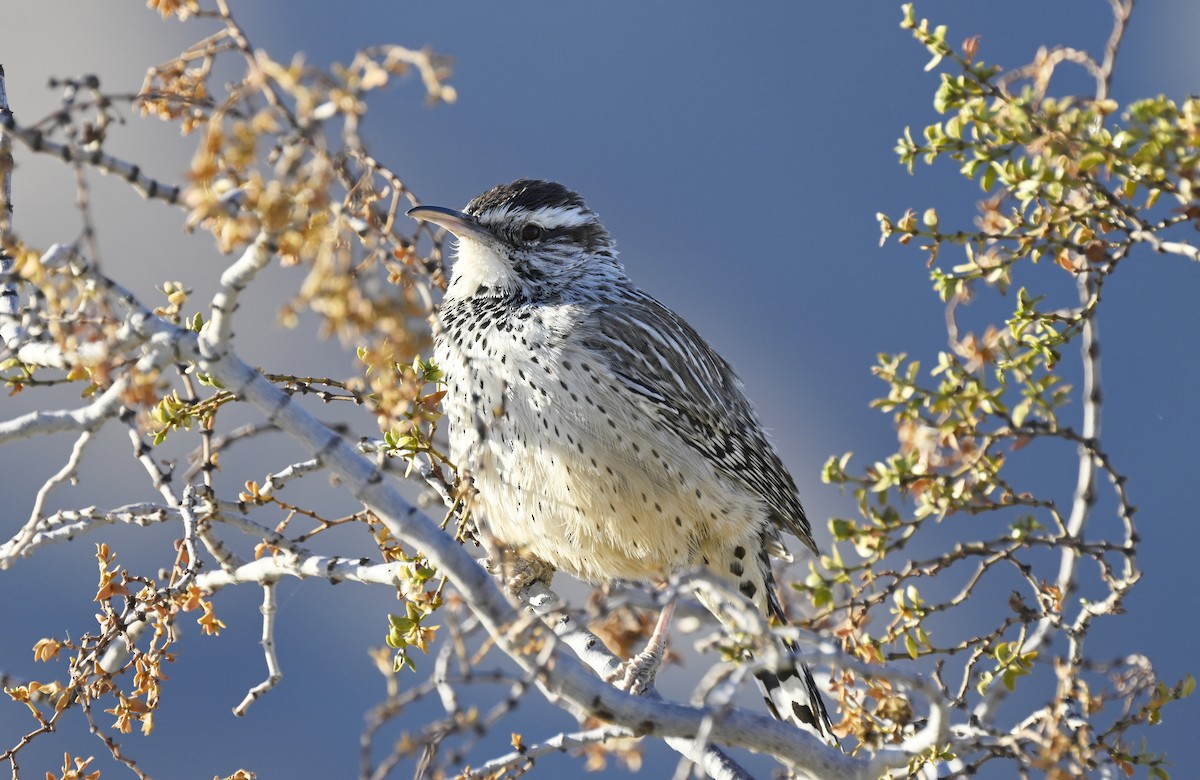 Cactus Wren - ML626436459