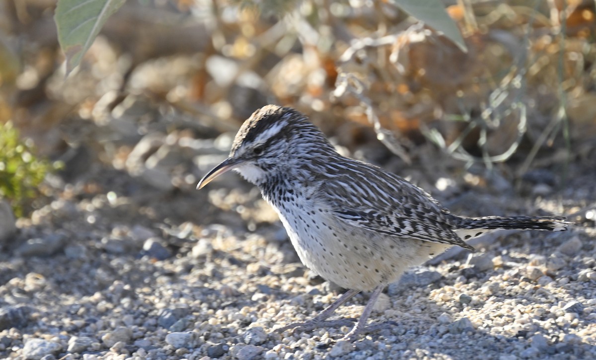 Cactus Wren - ML626436462