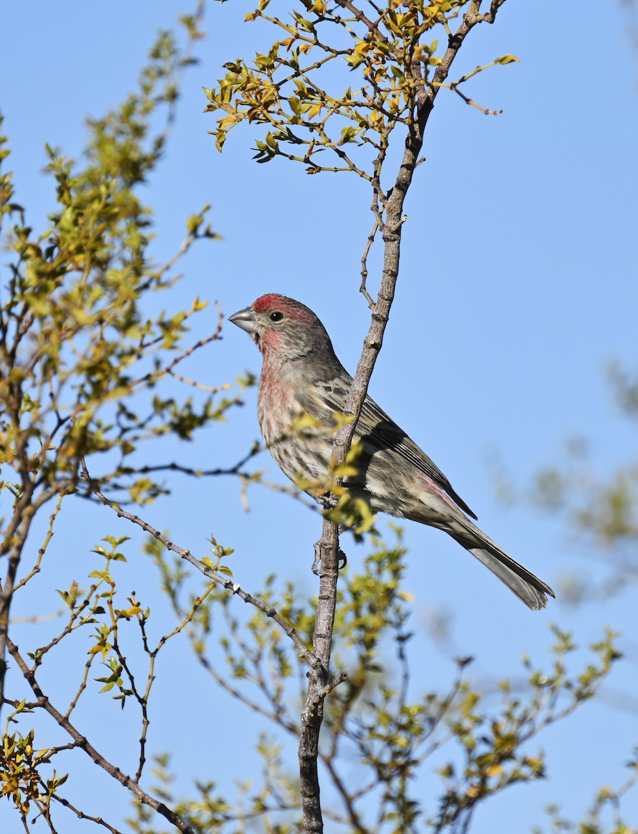 House Finch - ML626436473