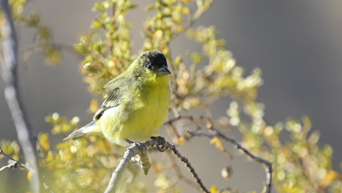 Lesser Goldfinch - ML626436482