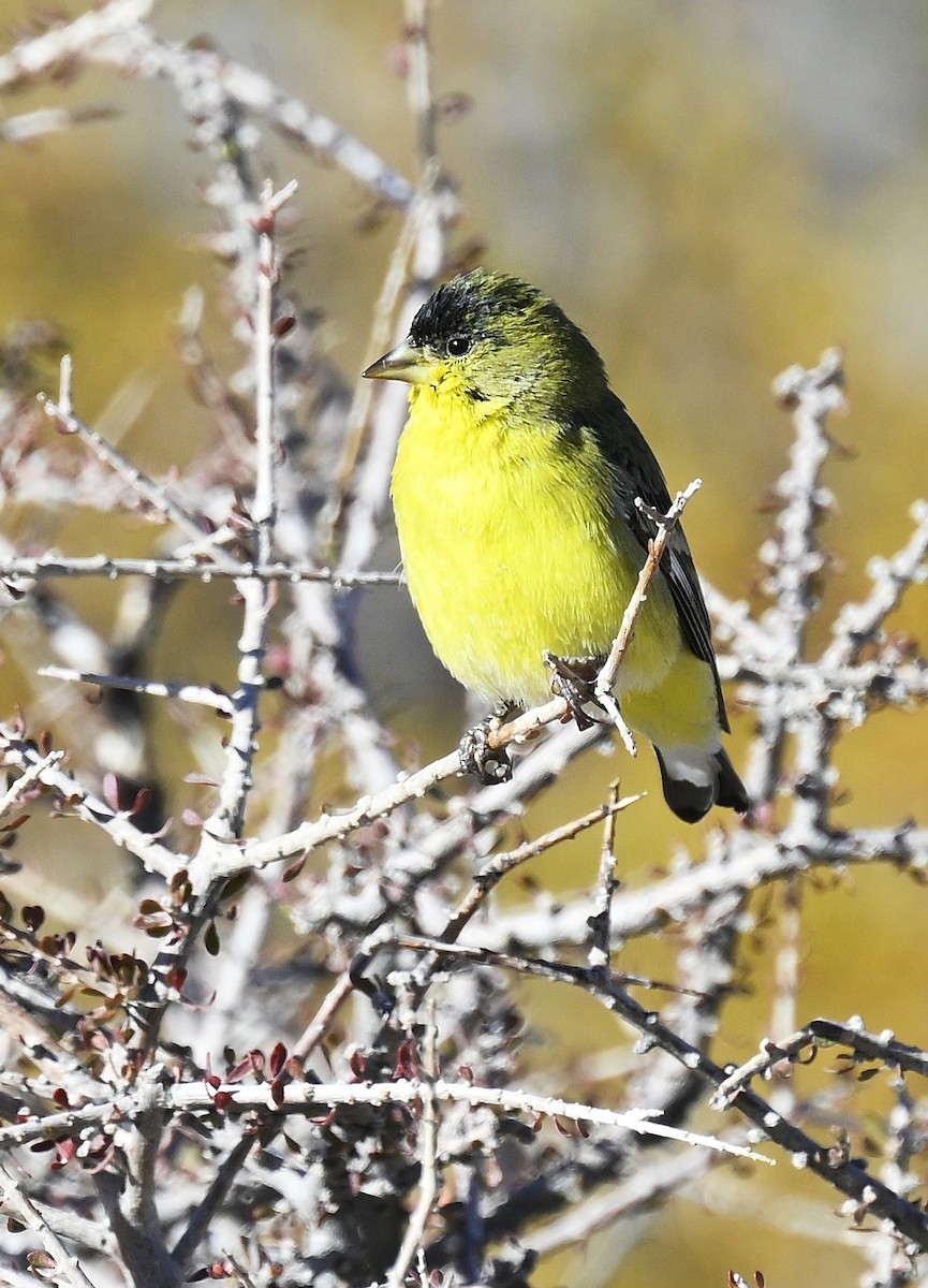 Lesser Goldfinch - ML626436486