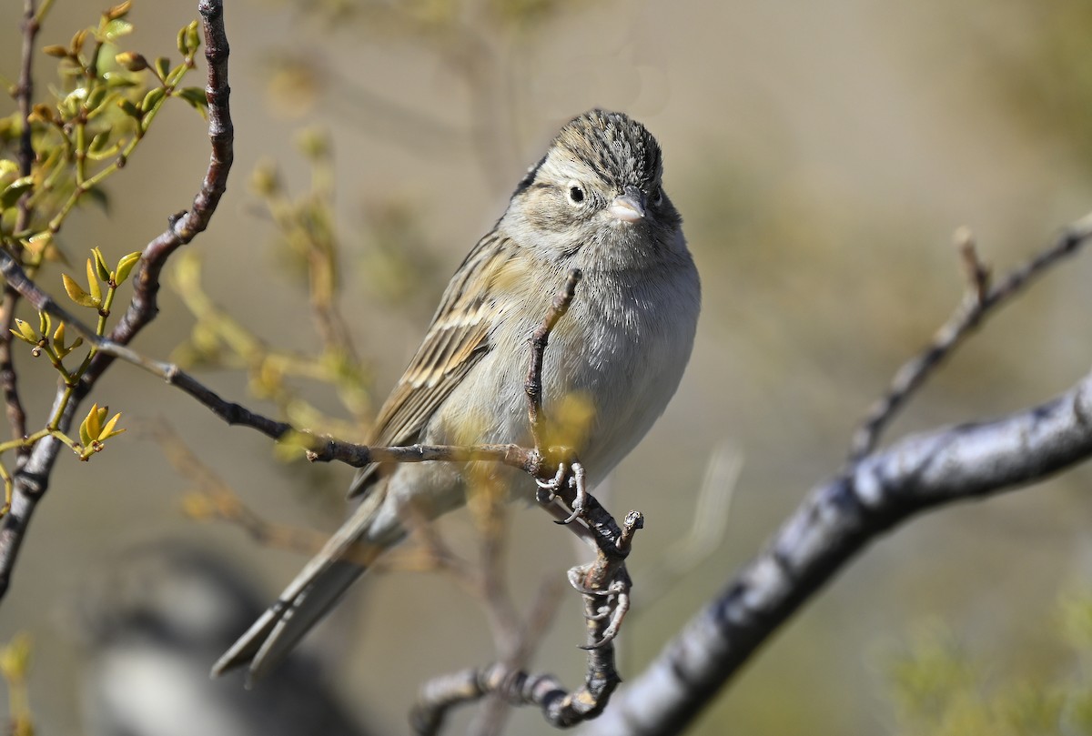 Brewer's Sparrow - ML626436508