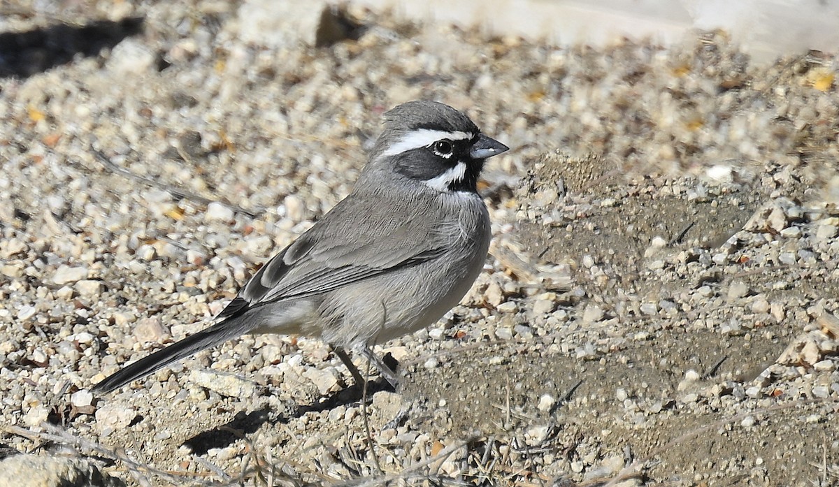 Black-throated Sparrow - ML626436539