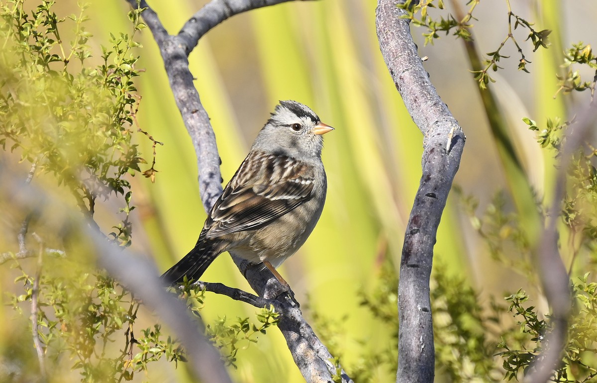 White-crowned Sparrow - ML626436548