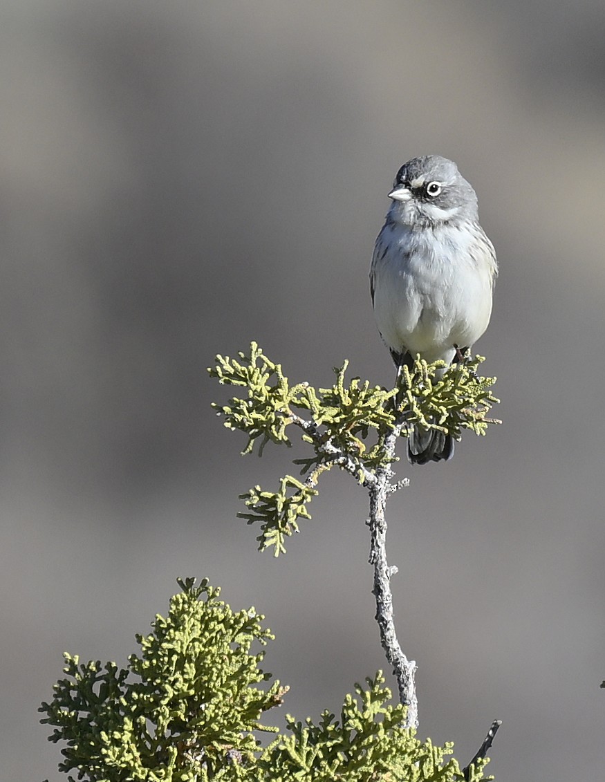 Sagebrush/Bell's Sparrow (Sage Sparrow) - ML626436584