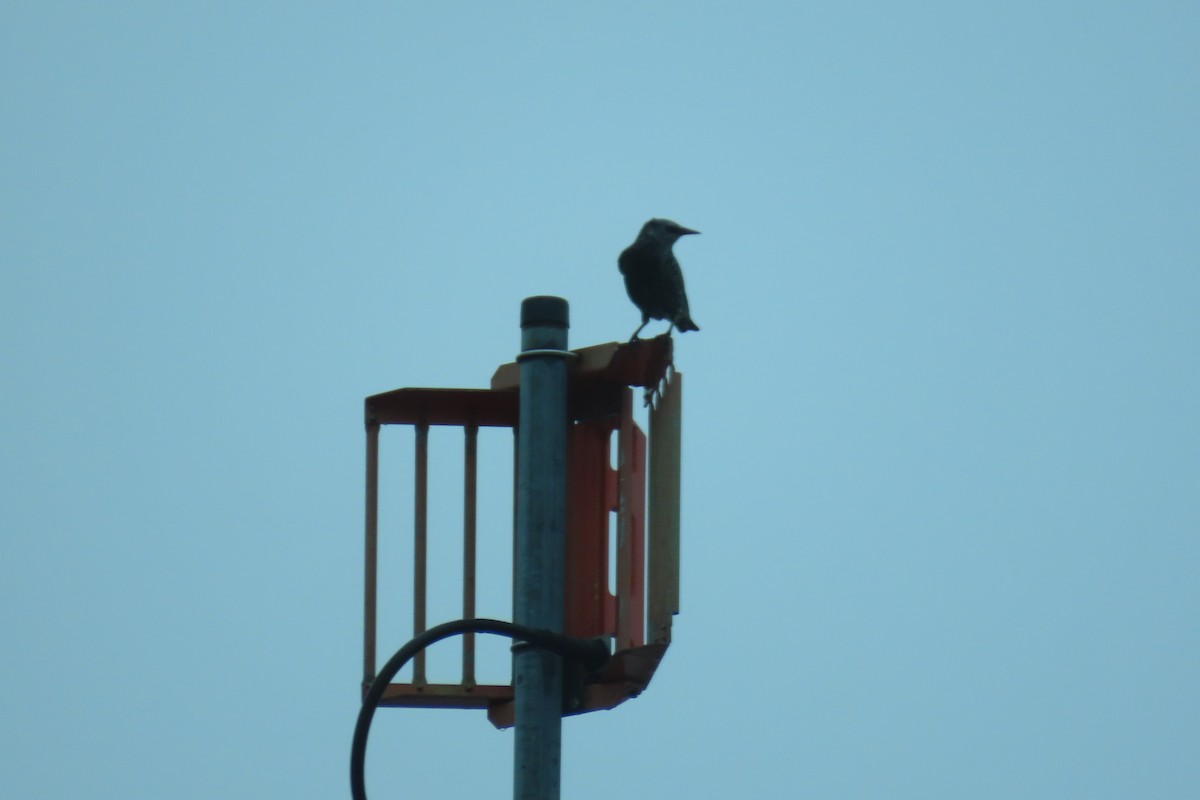 European Starling - ML626436650