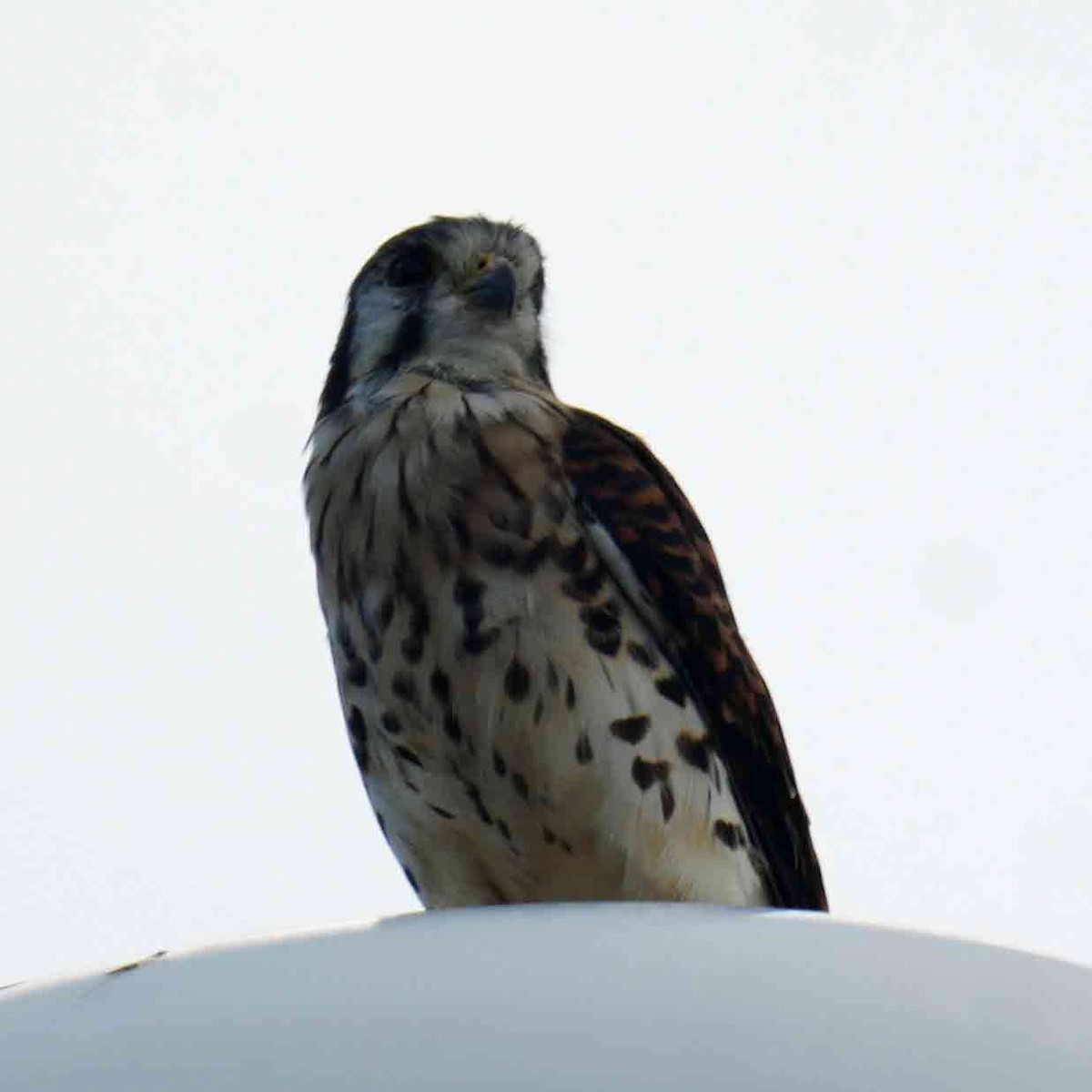 American Kestrel (Eastern Caribbean) - ML626436655