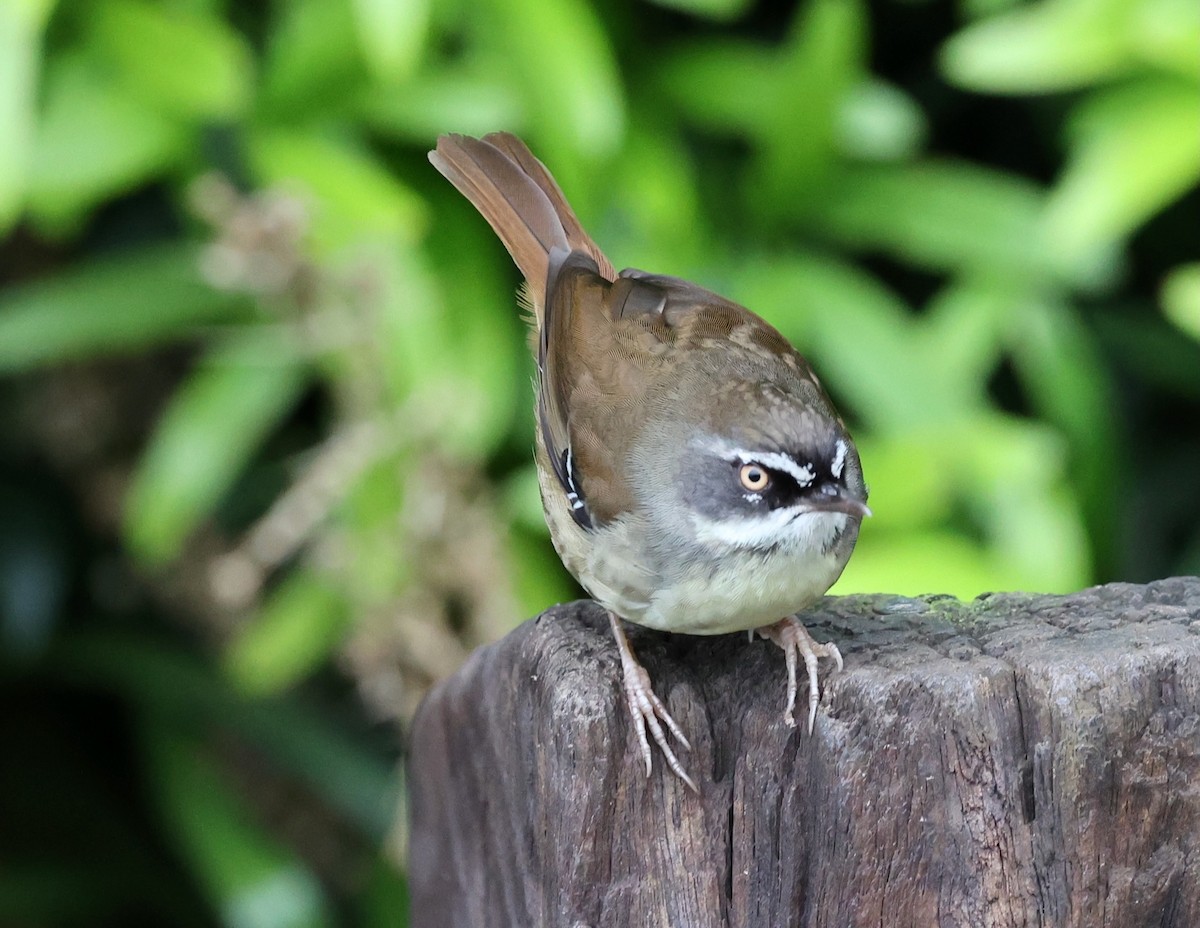White-browed Scrubwren (Buff-breasted) - ML626436668