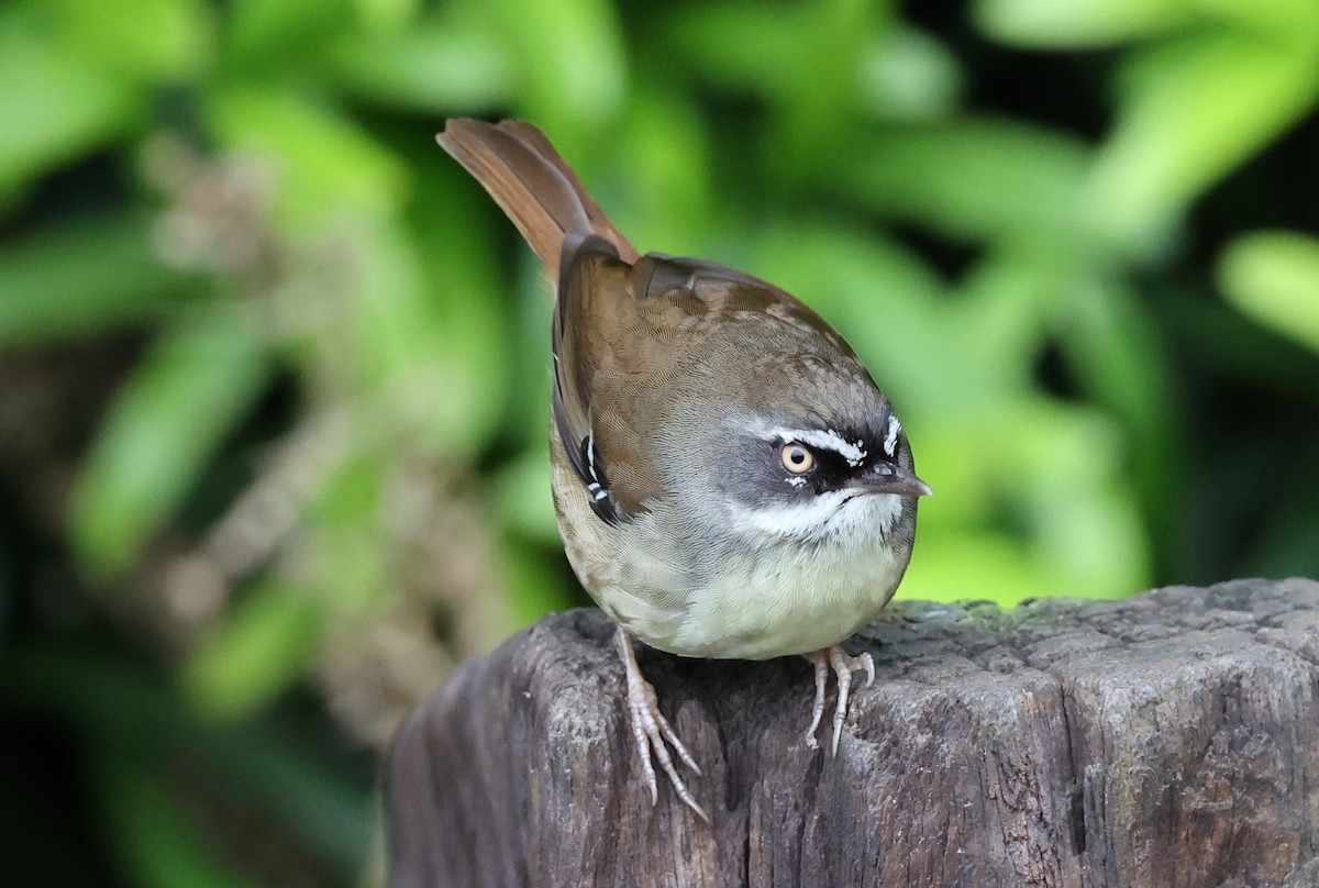 White-browed Scrubwren (Buff-breasted) - ML626436671