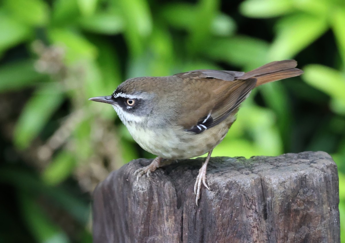 White-browed Scrubwren (Buff-breasted) - ML626436673