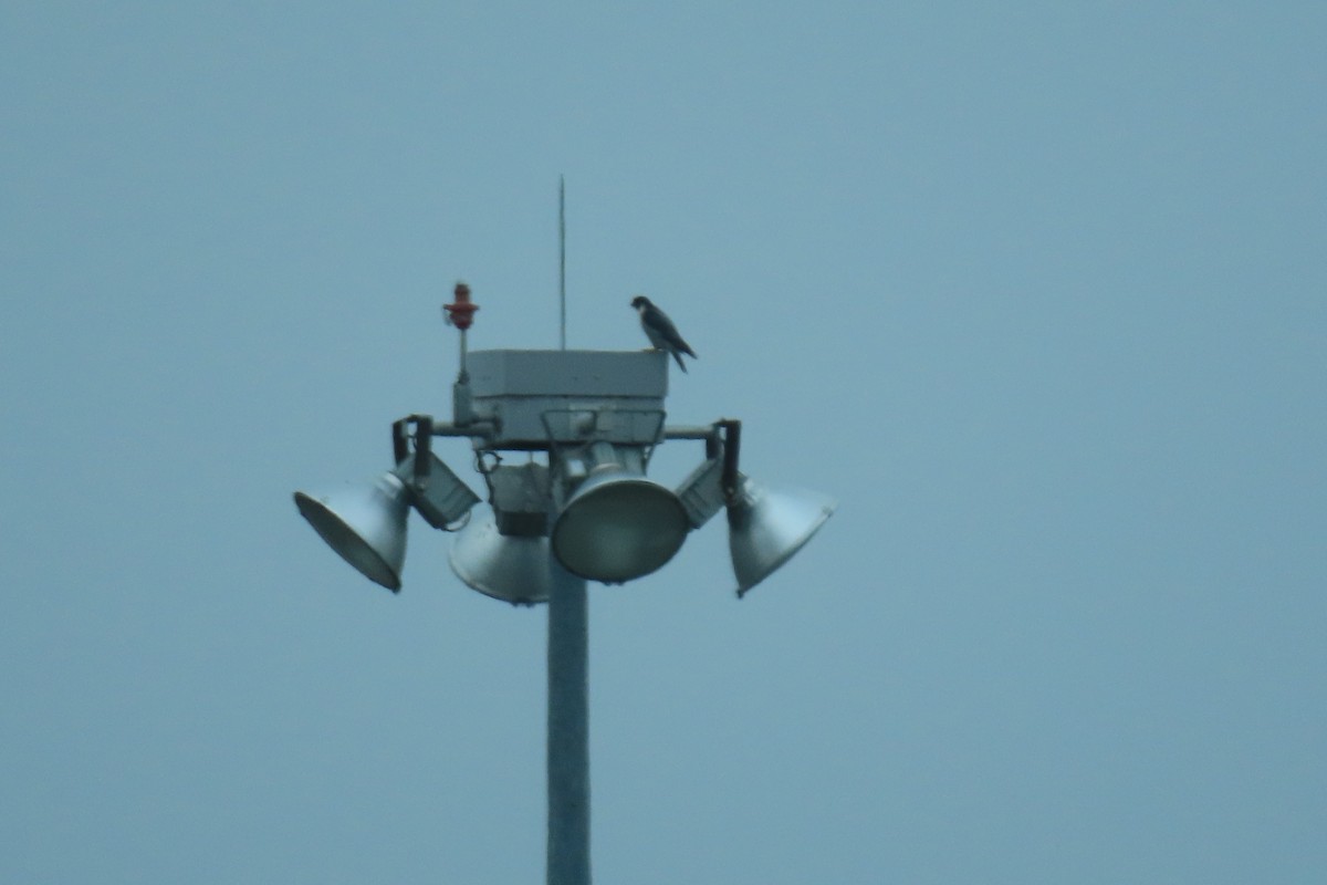 Peregrine Falcon - ML626436694