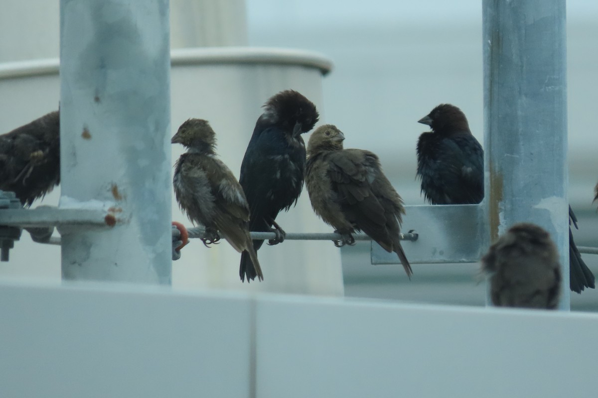 Brown-headed Cowbird - ML626436703