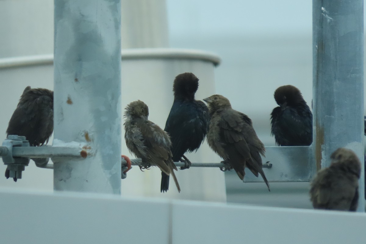 Brown-headed Cowbird - ML626436704