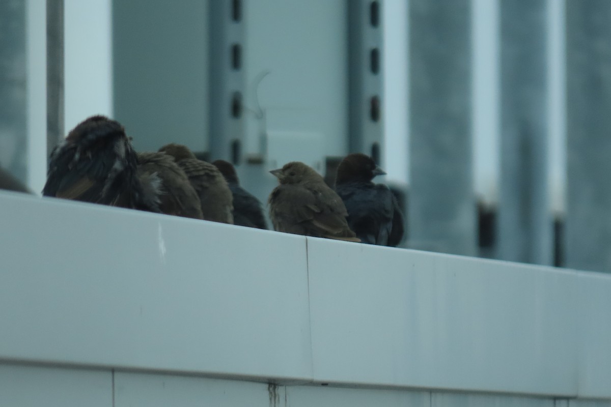 Brown-headed Cowbird - ML626436707
