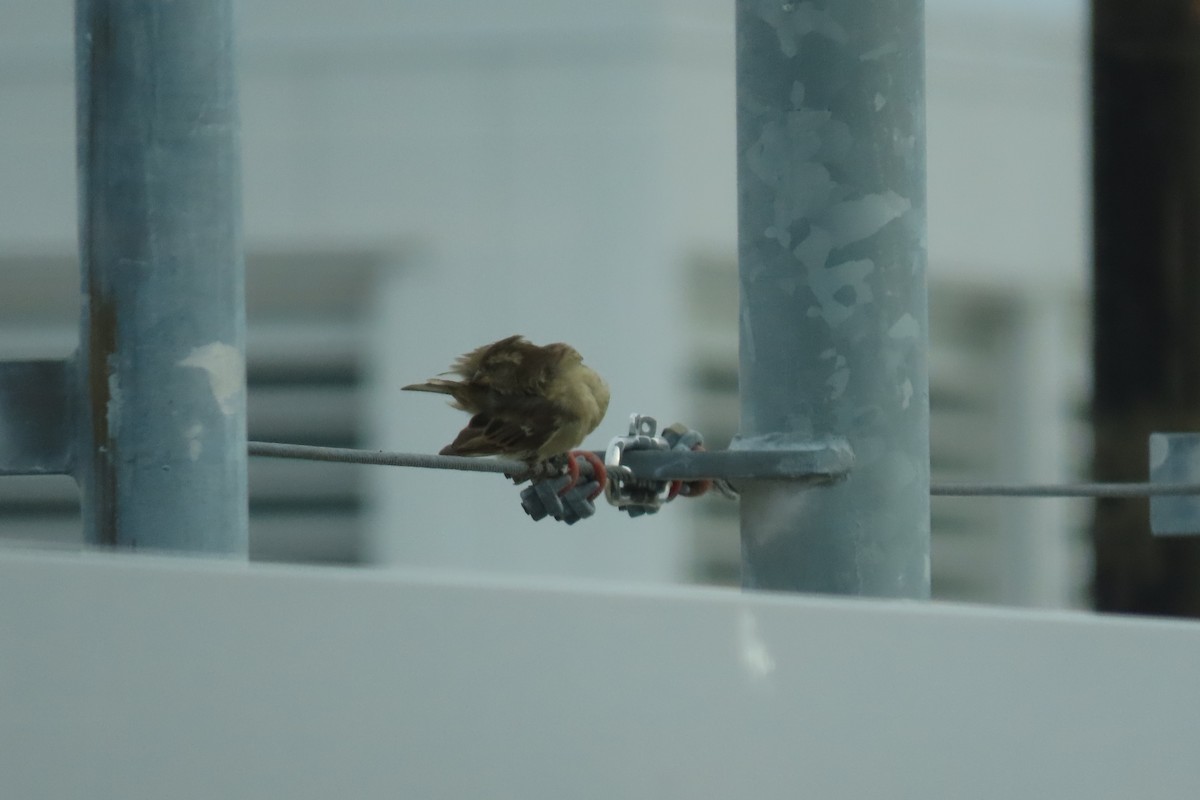 House Sparrow - ML626436727