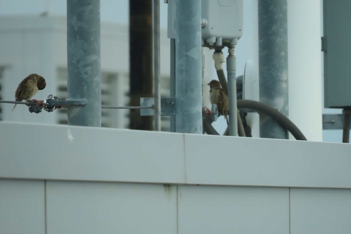 House Sparrow - ML626436729