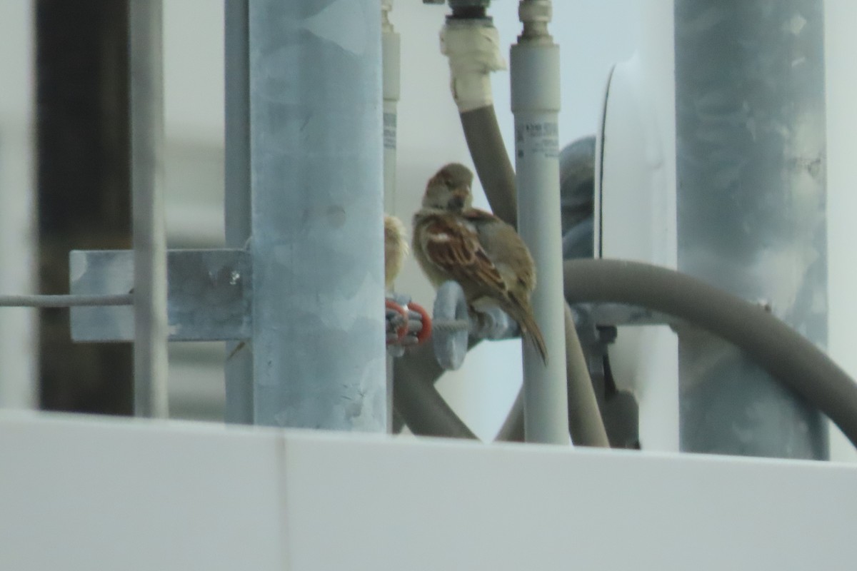 House Sparrow - ML626436730