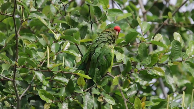 アカビタイメキシコインコ - ML626436857