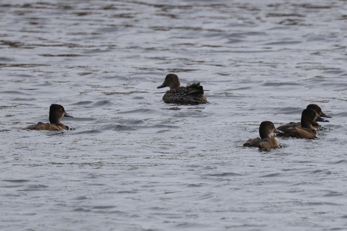 Ring-necked Duck - ML626436933