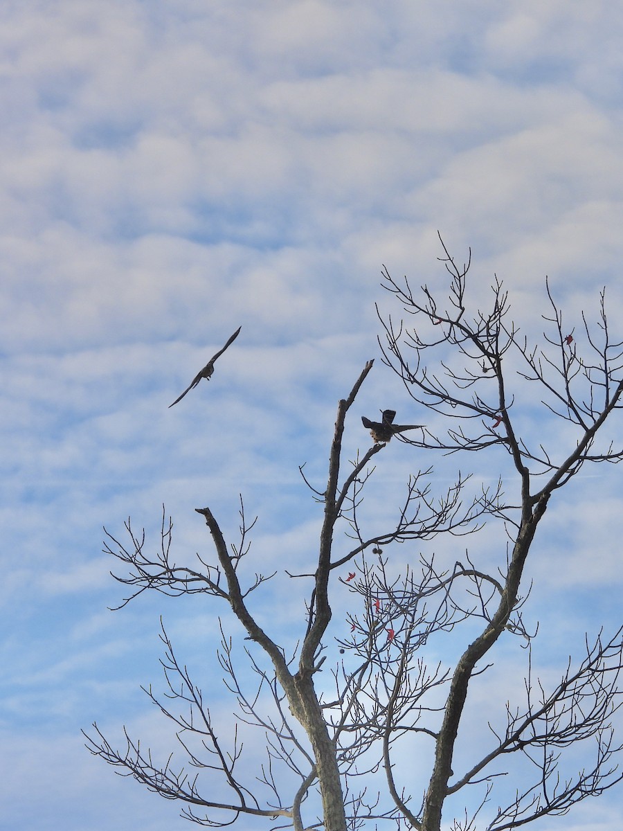 Хайргууна шонхор - ML626437163