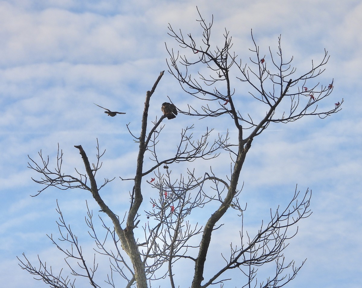 Хайргууна шонхор - ML626437164