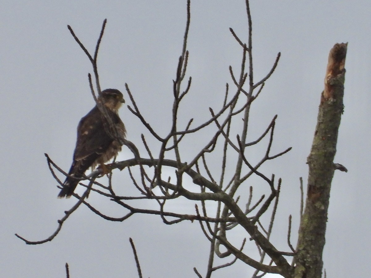 Хайргууна шонхор - ML626437321