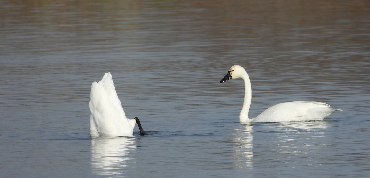 Tundra Swan - ML626437356