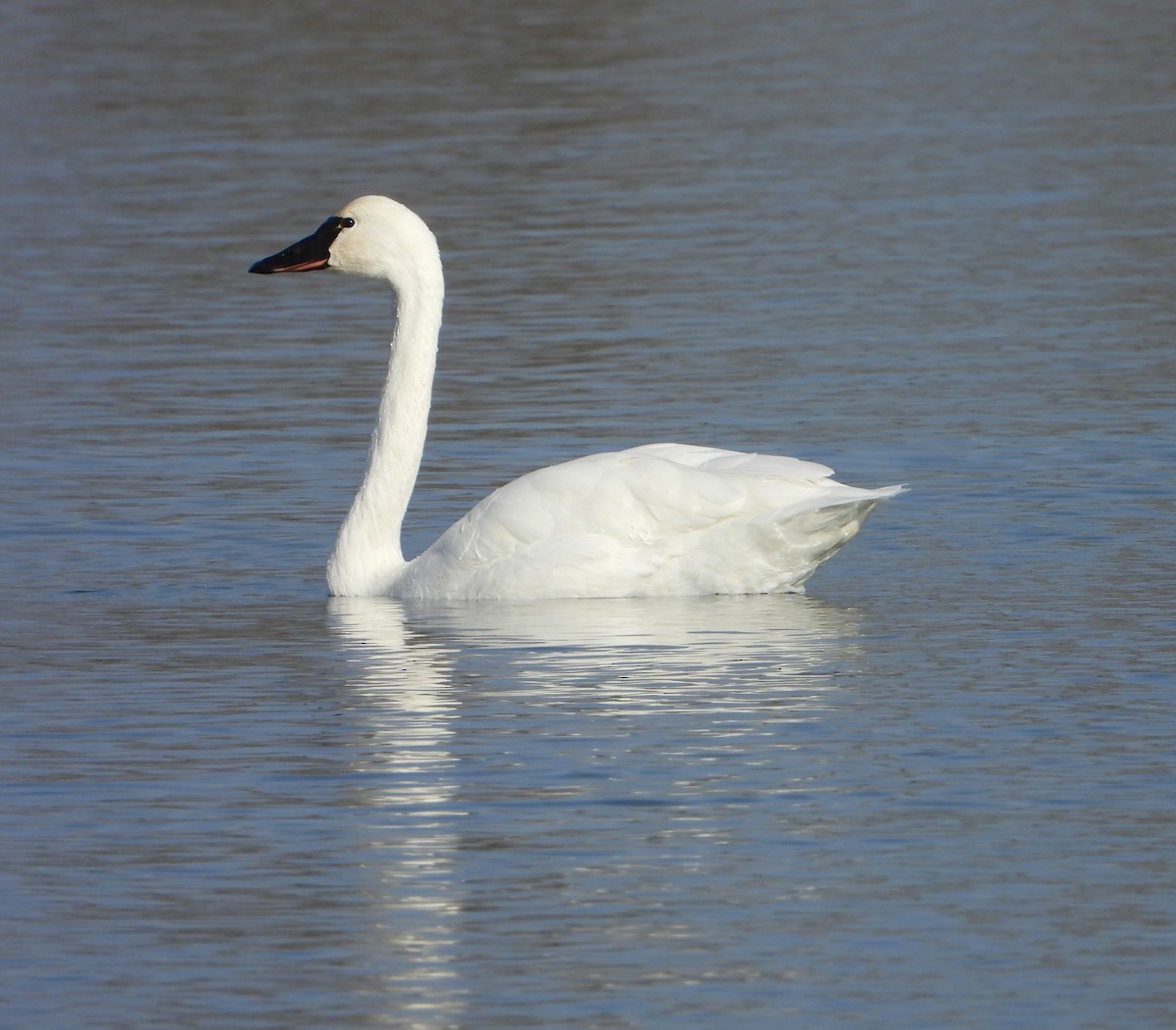 Tundra Swan - ML626437366