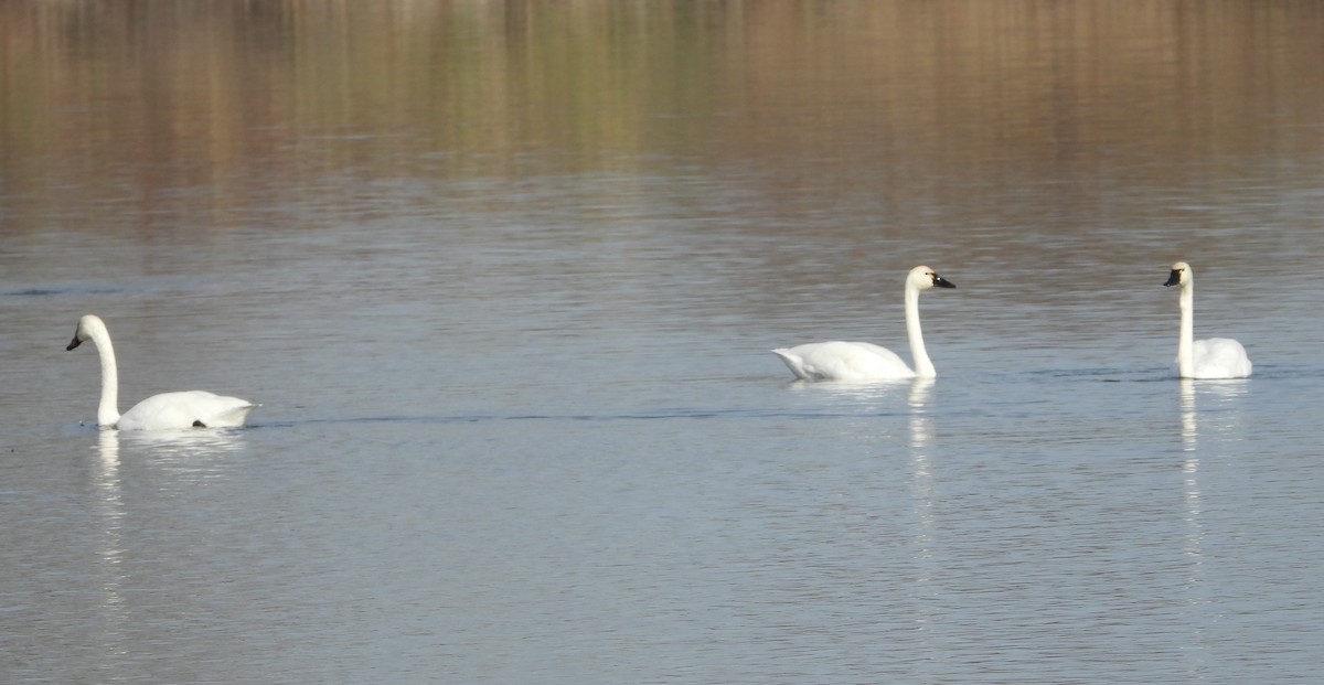 Tundra Swan - ML626437379