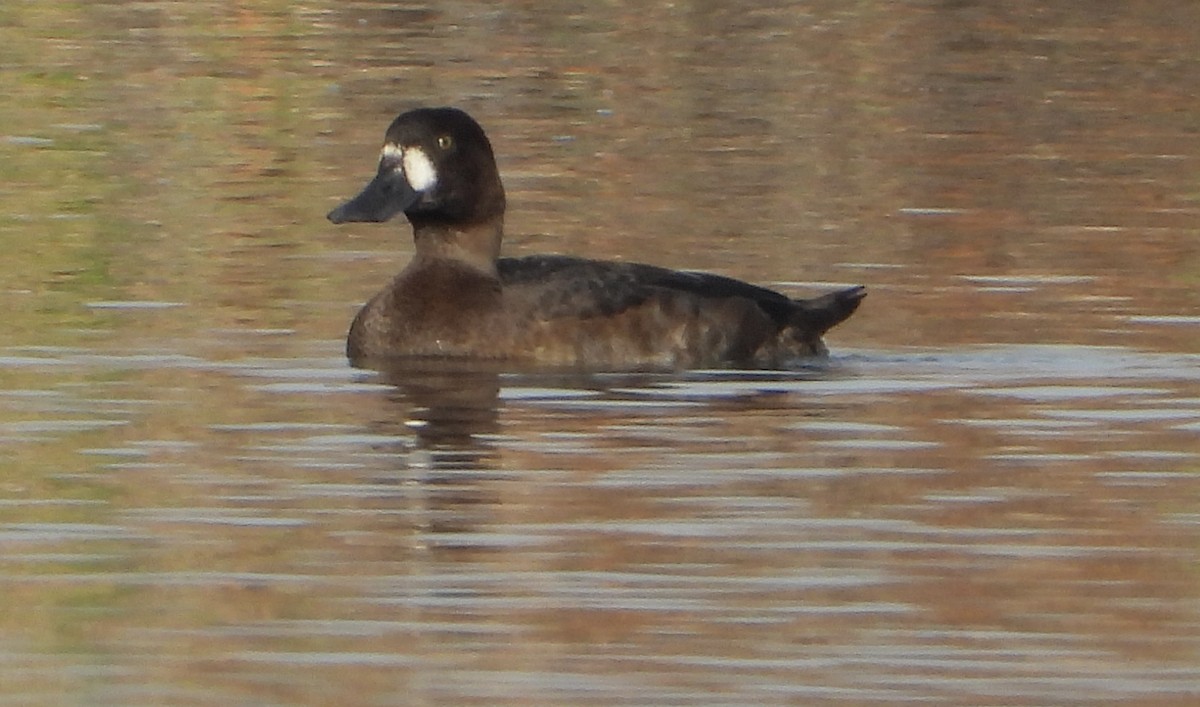 Lesser Scaup - ML626437480