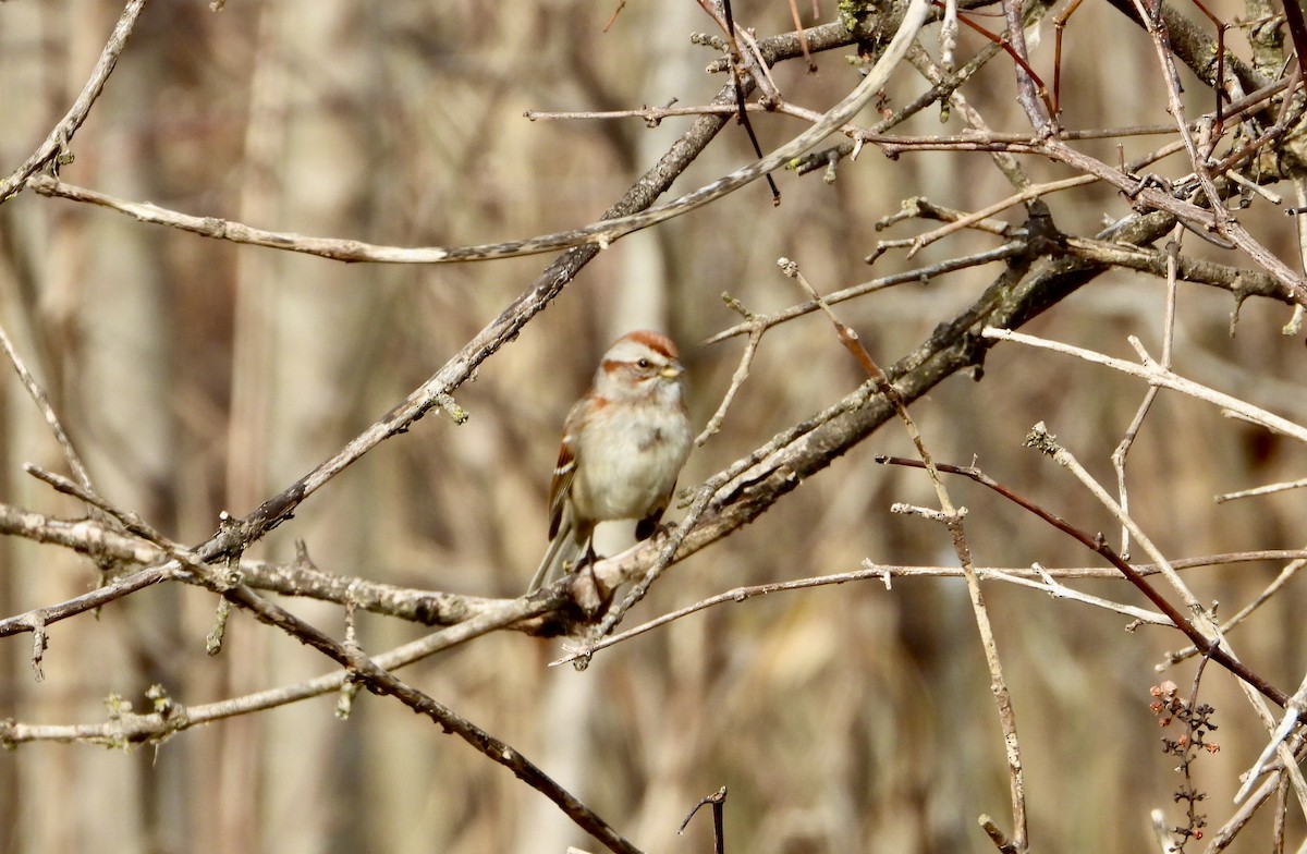 American Tree Sparrow - ML626437524