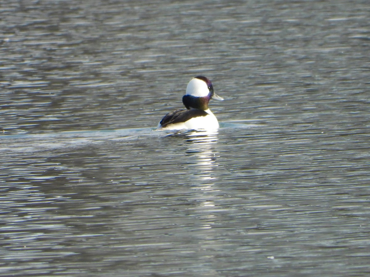 Bufflehead - ML626437542