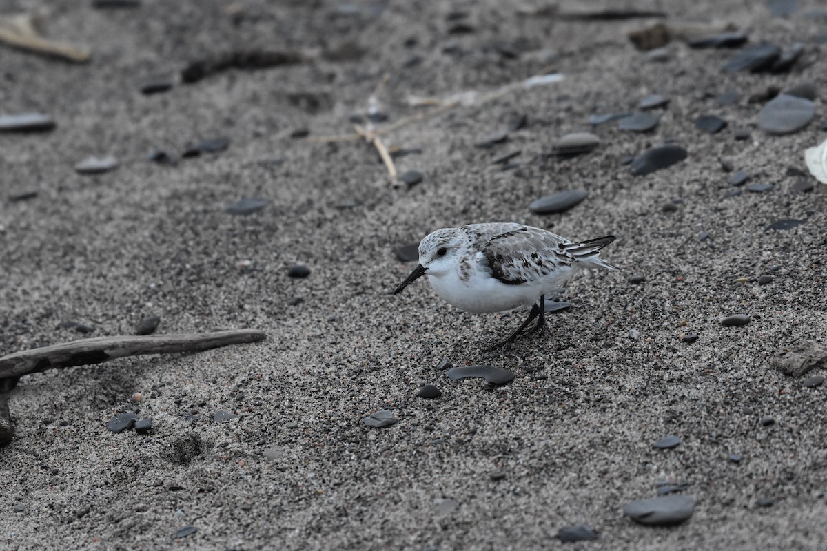 Bécasseau sanderling - ML626437559