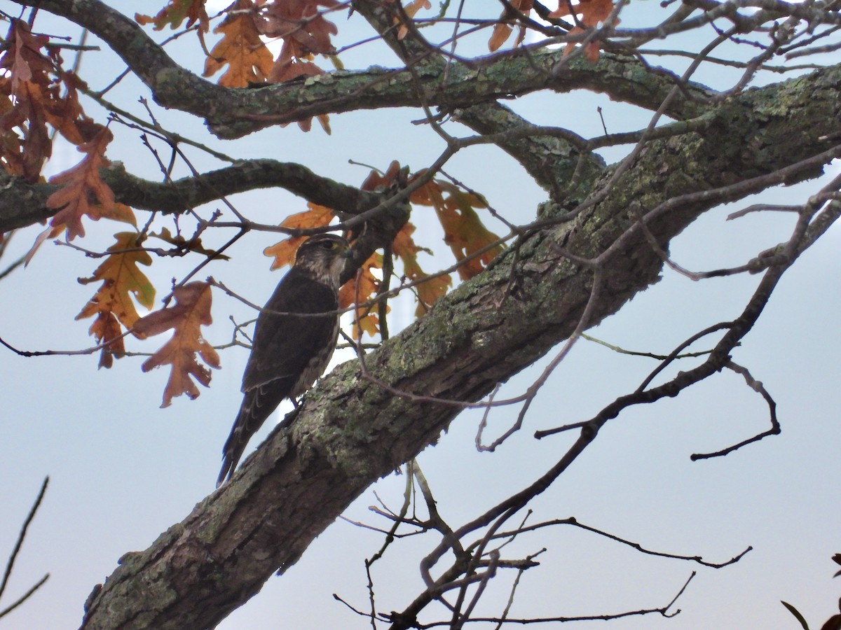 Хайргууна шонхор - ML626437595