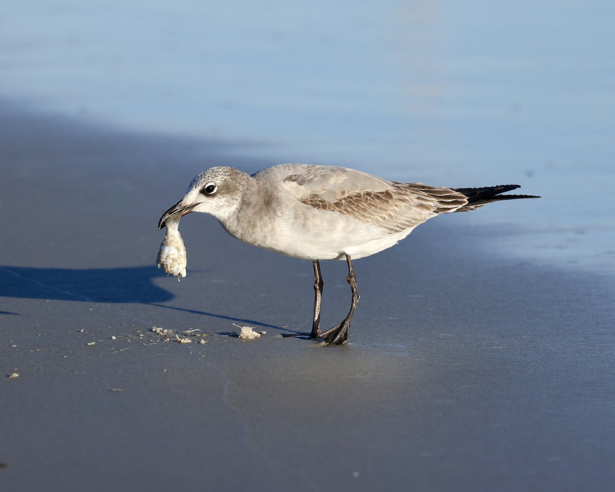 Laughing Gull - ML626437691