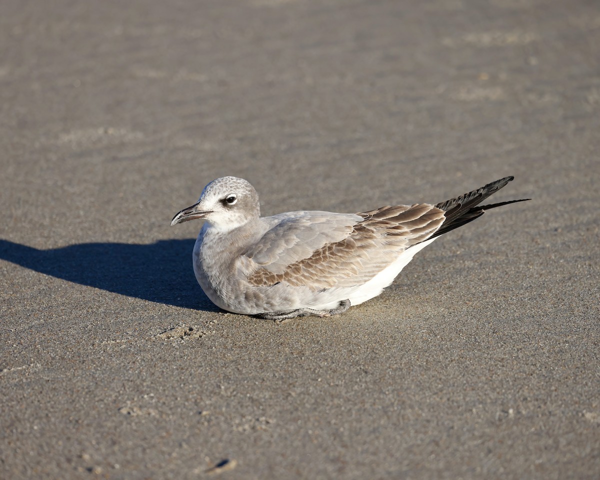 Laughing Gull - ML626437692