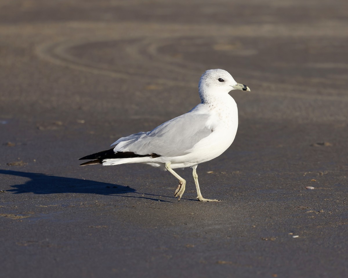 Ring-billed Gull - ML626437706