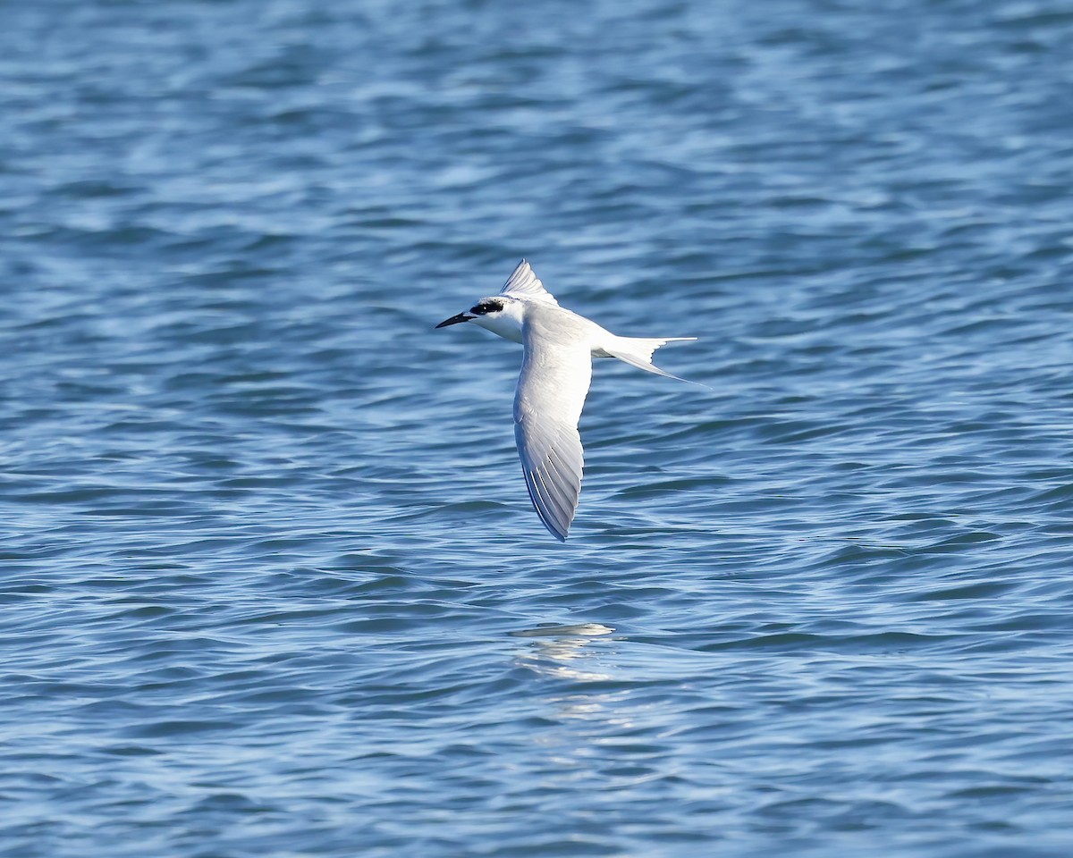 Forster's Tern - ML626437730