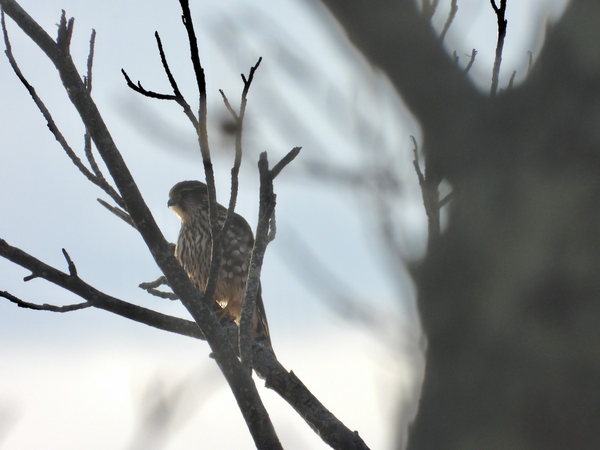 Хайргууна шонхор - ML626437837