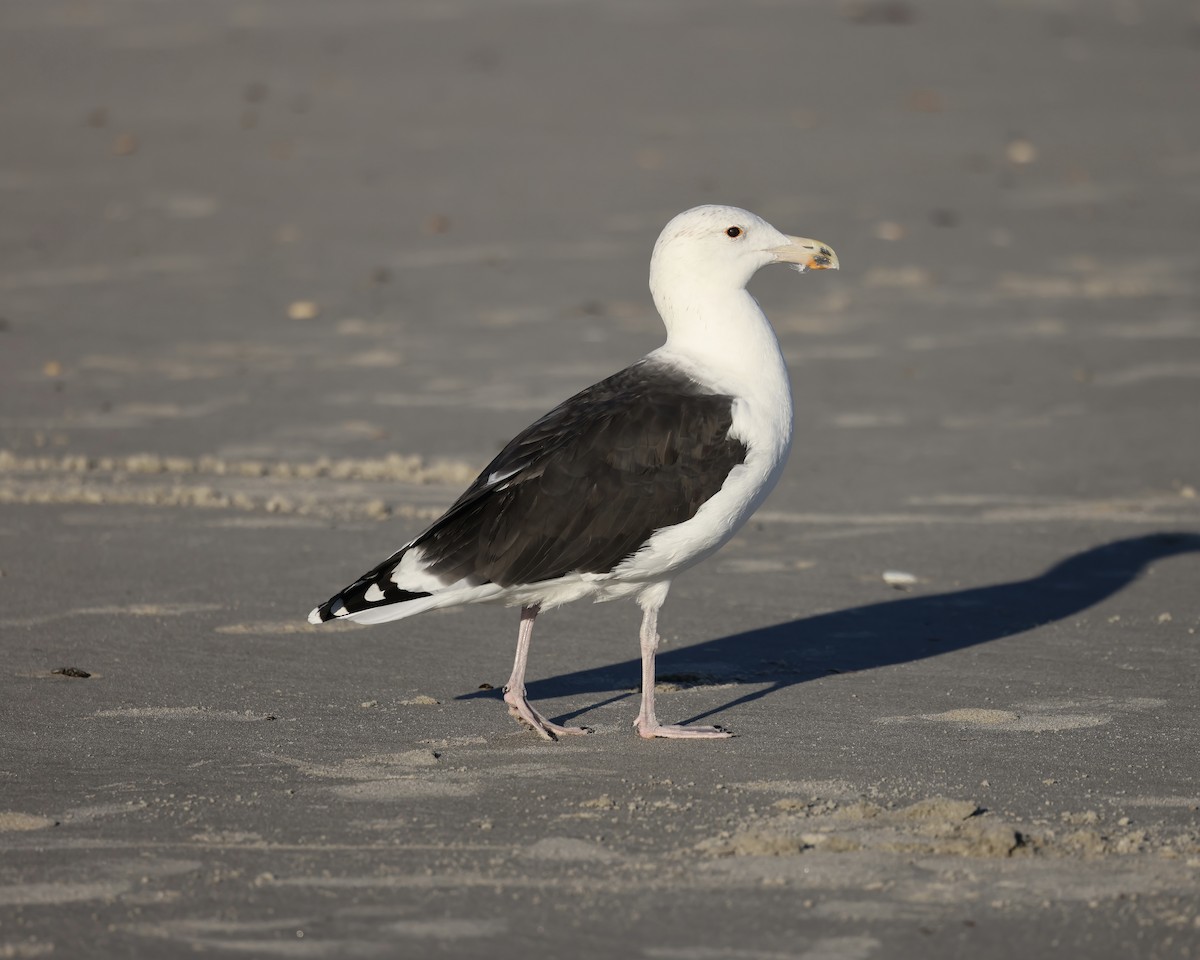 Great Black-backed Gull - ML626437851