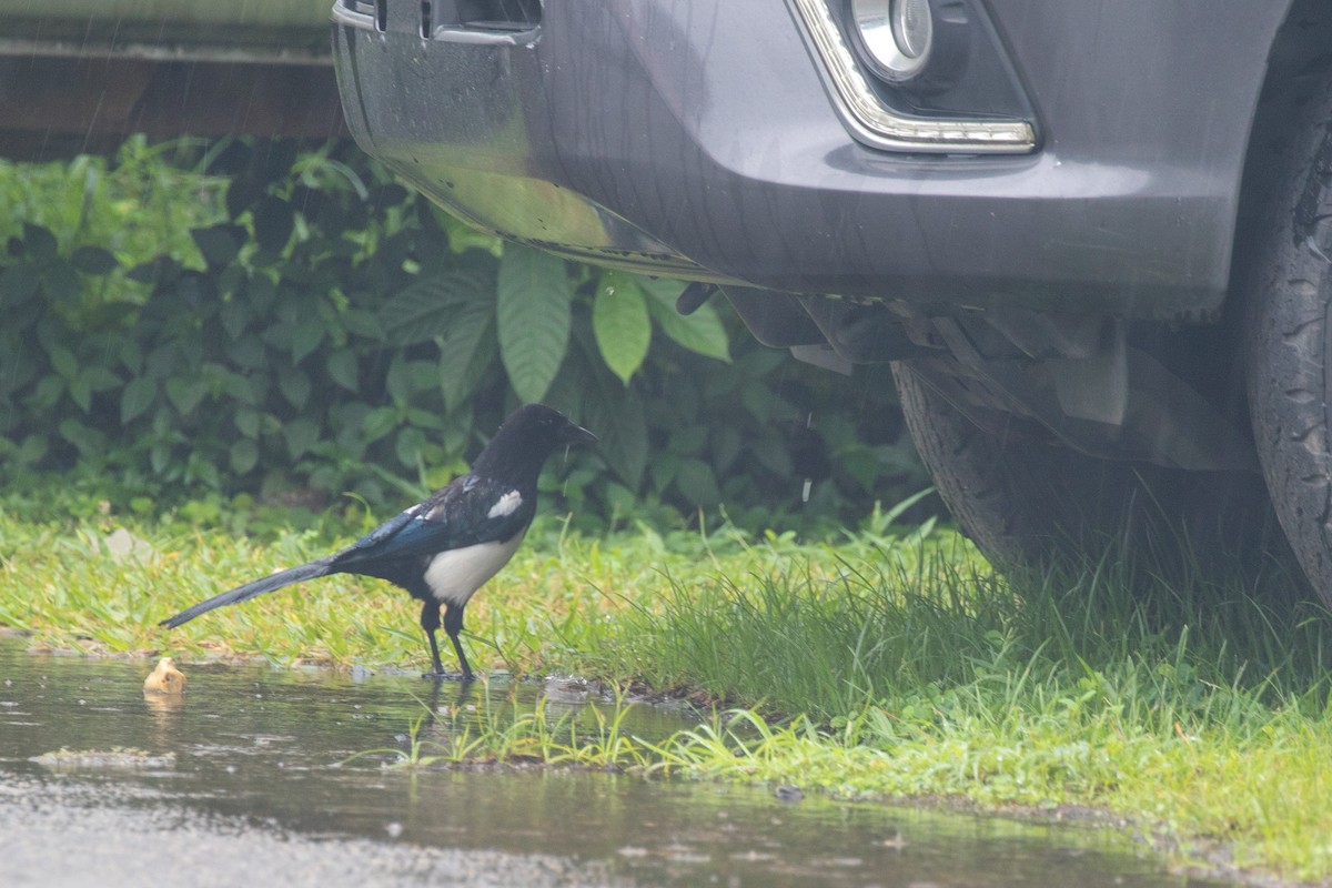 Oriental/Eurasian Magpie - ML626438172