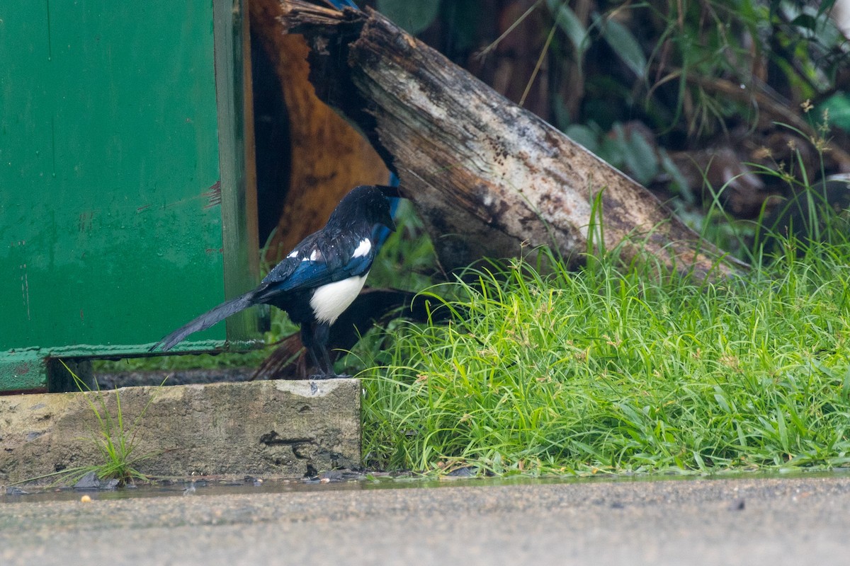 Oriental/Eurasian Magpie - ML626438173
