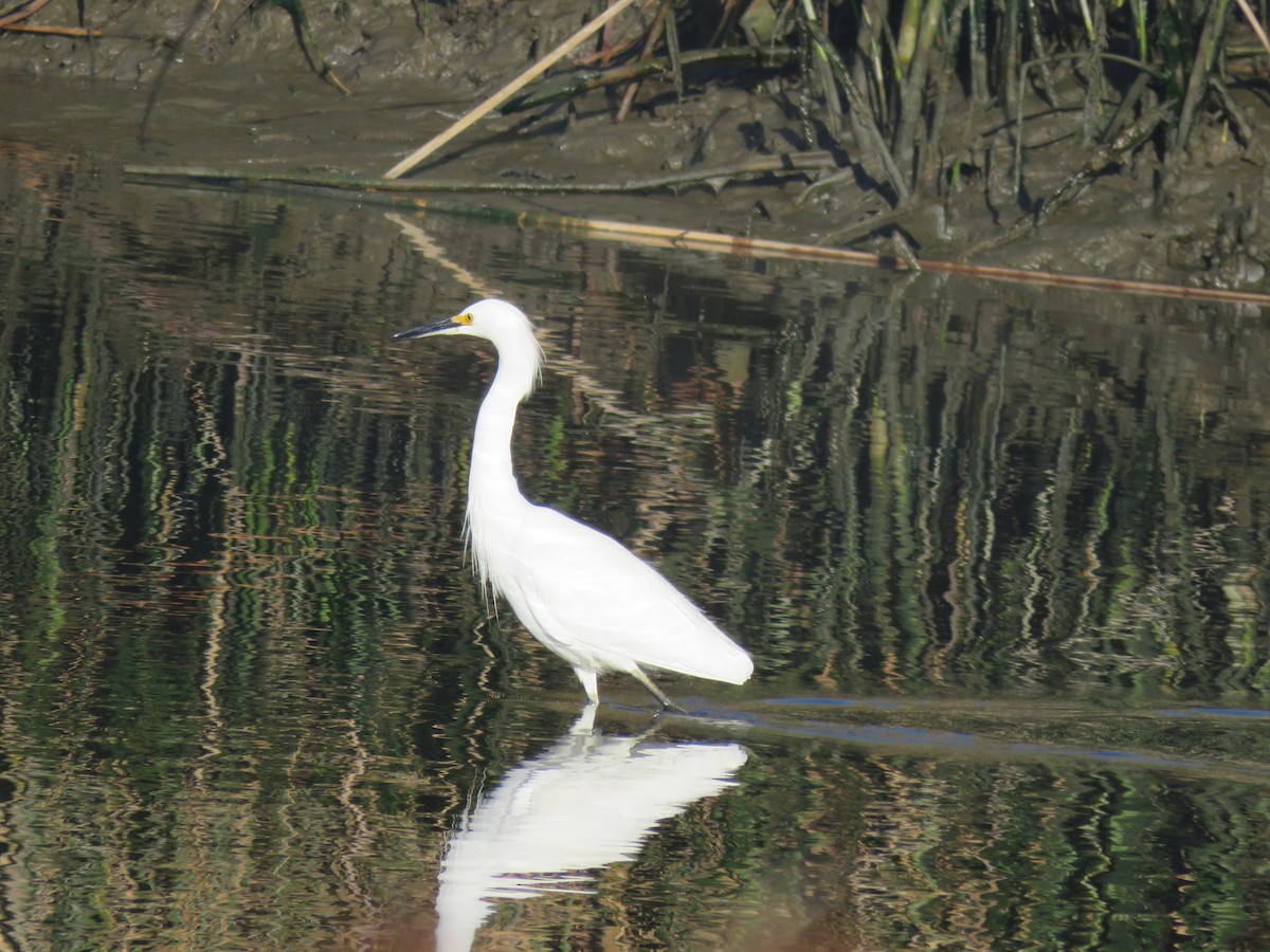 Snowy Egret - ML626438208