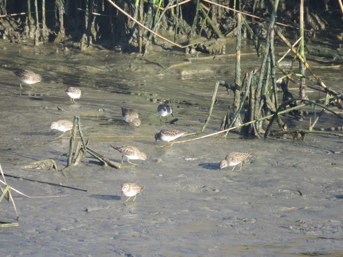 Least Sandpiper - ML626438213