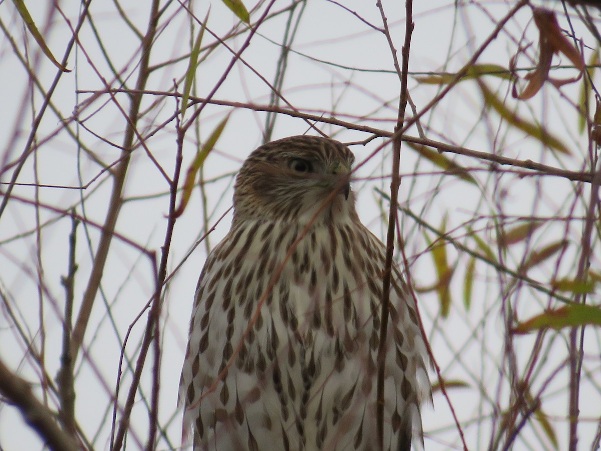Cooper's Hawk - ML626438269