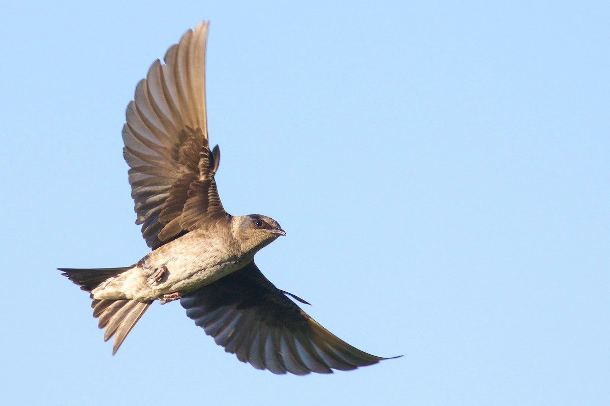 Purple Martin - ML62643831