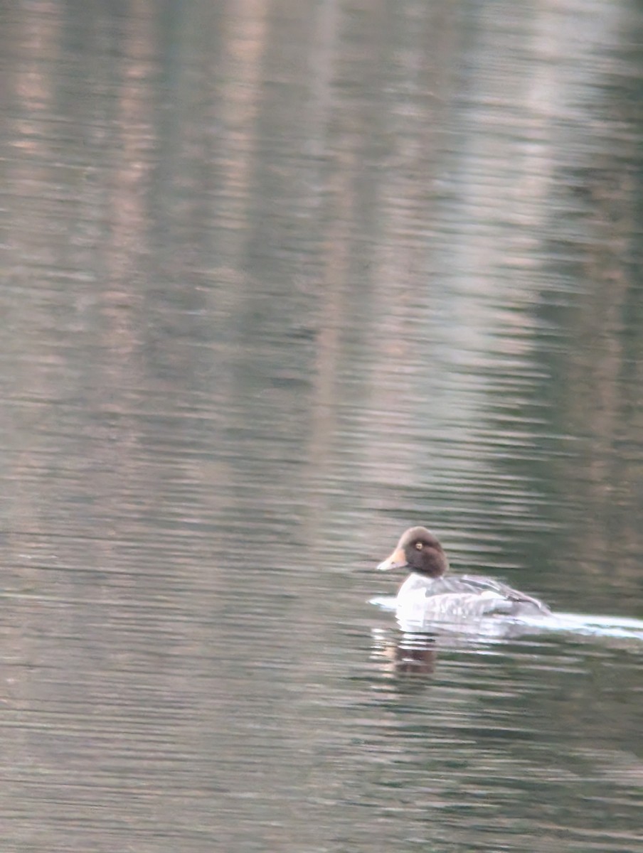 Common Goldeneye - ML626438355