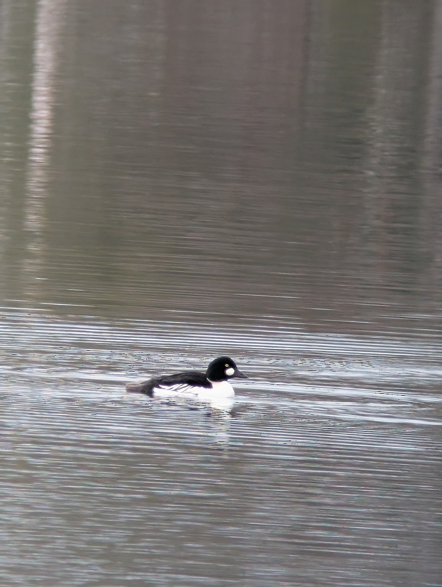 Common Goldeneye - ML626438356