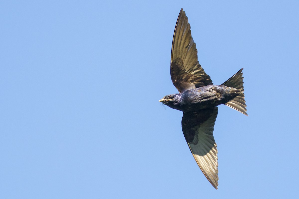 Purple Martin - ML62643841