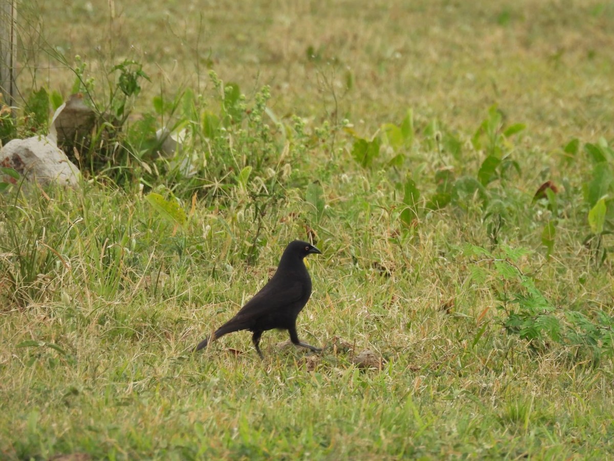 Giant Cowbird - ML626438461